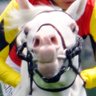 うまっK 的头像