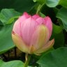 Фото профиля ころりん