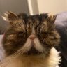Kuma1L profil fotoğrafı