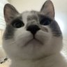 Profilbild von catnip