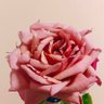 HALURU_ฮารุ profil fotoğrafı