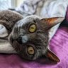 Tiny Grey Cat 的头像