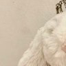 … profil fotoğrafı