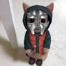 m a x 🐺 的头像