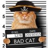 Slick, The Cat 🚀's profile picture