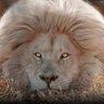 Lion profil fotoğrafı