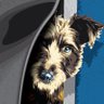 Фото профиля DogDoorPlay