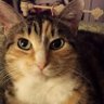 Фото профиля Critter Sitter 🐈📚♓🇬🇧👑
