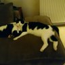 Фото профиля Bertie23🐈⬛🇬🇧🇮🇱🚜