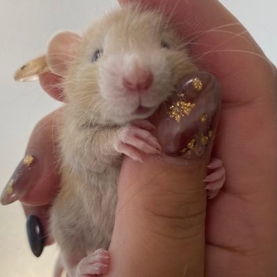 mofumalfriends's profile picture