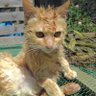 トミープリン#大切な猫迷子なので拡散希望's profile picture
