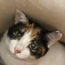 三毛猫とみちゃん 的头像