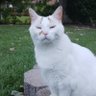 sunny the cat's profile picture