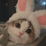 Sunnyaan🌺 profil fotoğrafı