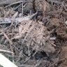 Ave fénix 的头像