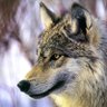 B.Wolf profil fotoğrafı