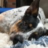 Profilbild von Lucho