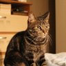Kuroen profil fotoğrafı
