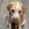 Penelope “Brownie” and Mr Sprinkles Turd's profile picture