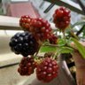 あんみつ profil fotoğrafı