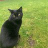 katie Cat profil fotoğrafı
