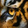 𝕄𝔸ℂ𝕂𝕀ℕ𝕋𝕆𝕊ℍ®'s profile picture