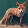 Fox Fire's profile picture