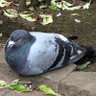Фото профиля ピジョニー🕊