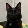 Profilbild von Code to the Saturn