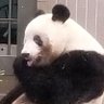 たか🇺🇦🍀🐼🍀🐘's profile picture