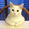 Фото профиля Carl Cool Cat