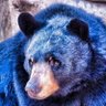 Big Blue's profile picture