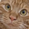 おだし profil fotoğrafı