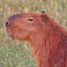 capybaracrusade profil fotoğrafı