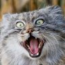 Old fat cat's profile picture