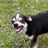 Фото профиля pugandcorgi