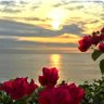 🌷الحمد لله🌷's profile picture