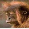 Leandro Diaz's profile picture