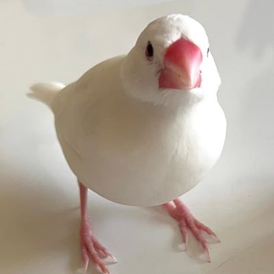 みるく's profile picture