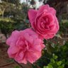 roubio zohra's profile picture
