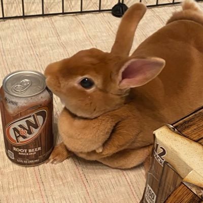 モチモチうさぎのムギ🐰ミニレッキス's profile picture