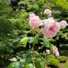 ゆっこ profil fotoğrafı