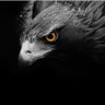 Eagle eye profil fotoğrafı