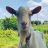 パーシー's profile picture