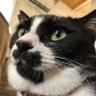 にゃんまる = にゃん五郎🍶 profil fotoğrafı