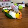 インコのきょうこ 的头像