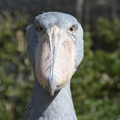 tatemeoyaji's profile picture