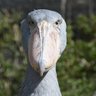 たてめおやじ profil fotoğrafı
