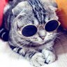 クソ猫's profile picture