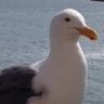 Oracle Park Seagull profil fotoğrafı